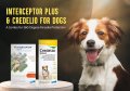 Interceptor Plus & Credelio for Dogs: A Combo for 360-Degree Parasite Protection